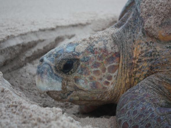 White Pearl Resorts - Wildlife